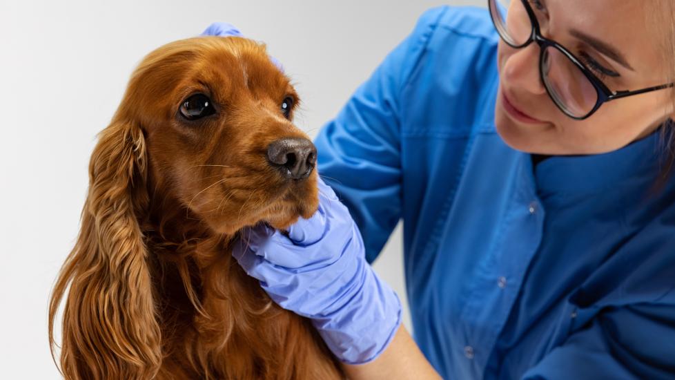 anemia in dogs; a Cocker Spaniel is examined by a veterinarian.